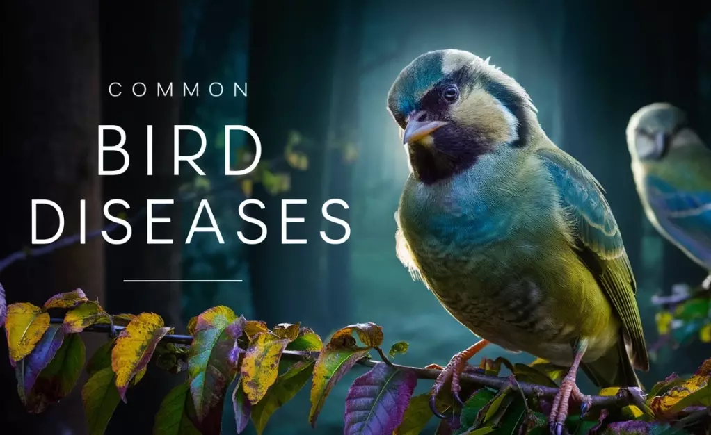 avian influenza human transmission