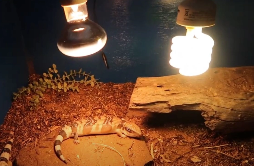 thermostat for reptile