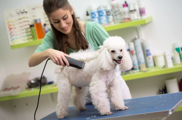 dog grooming order