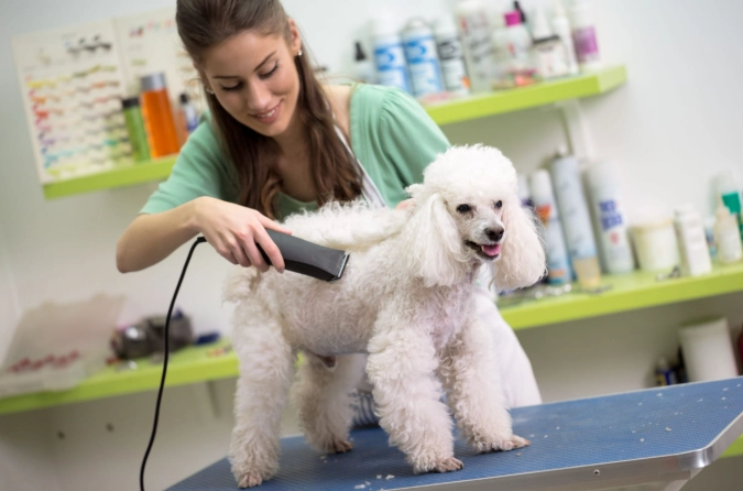beginner dog grooming