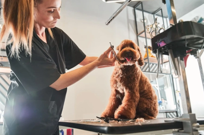 What is level 1 dog grooming?