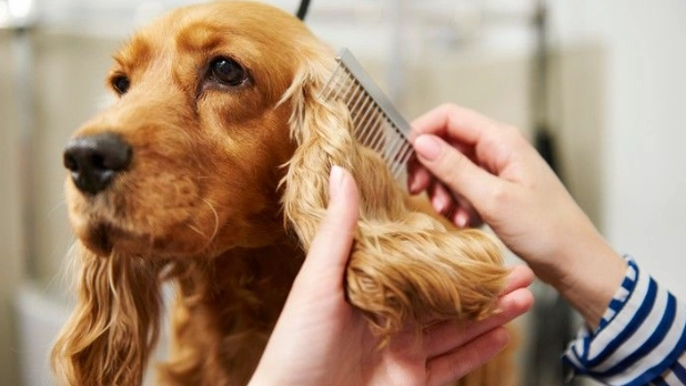 dog grooming at home