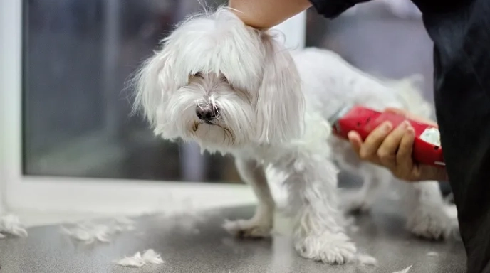 dog grooming mistakes