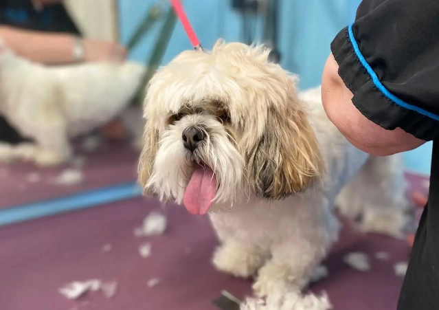 basic dog grooming services