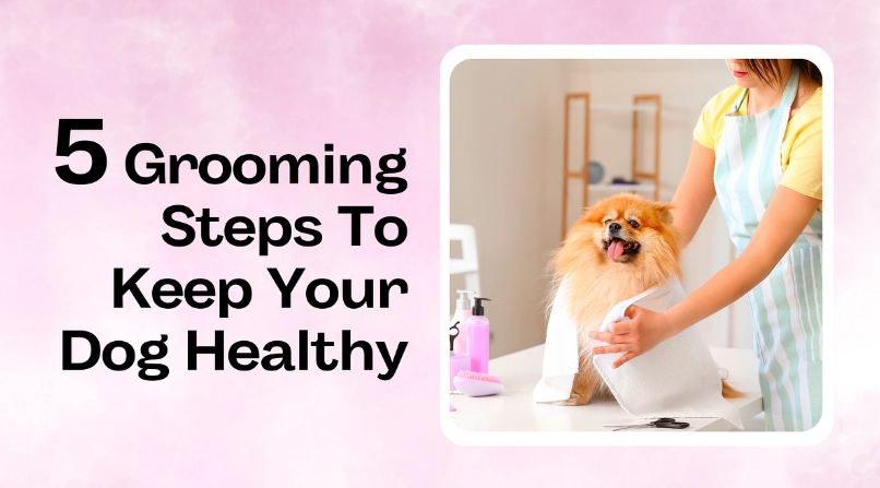 professional dog grooming guide
