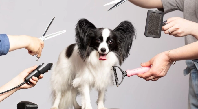 beginner dog grooming