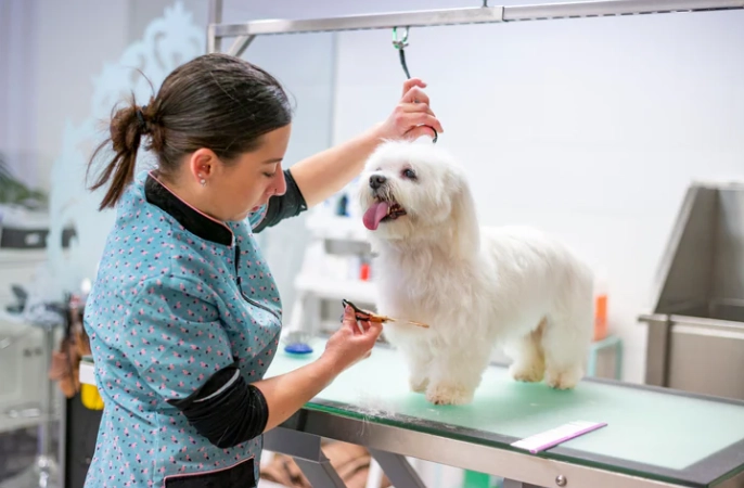 level 1 dog grooming