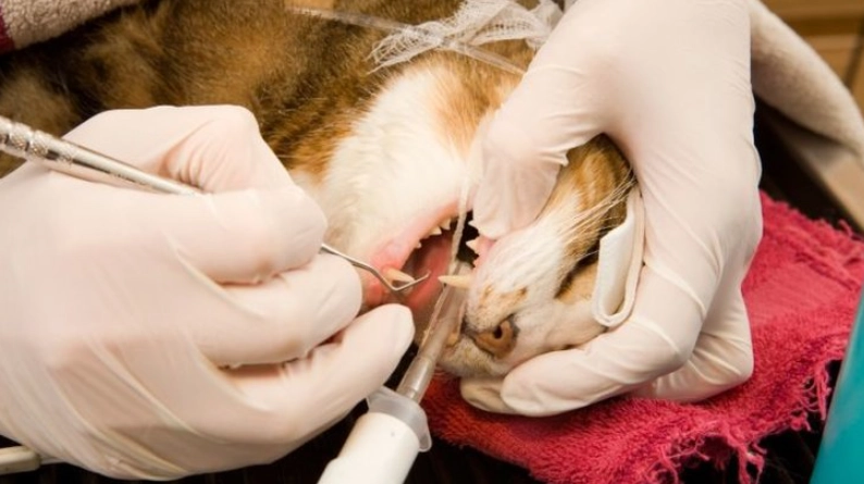 How much does a dental cost for a cat?