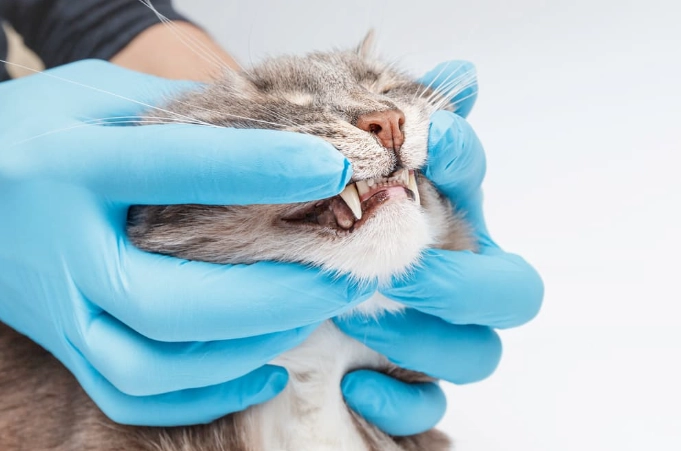 feline dental care cost