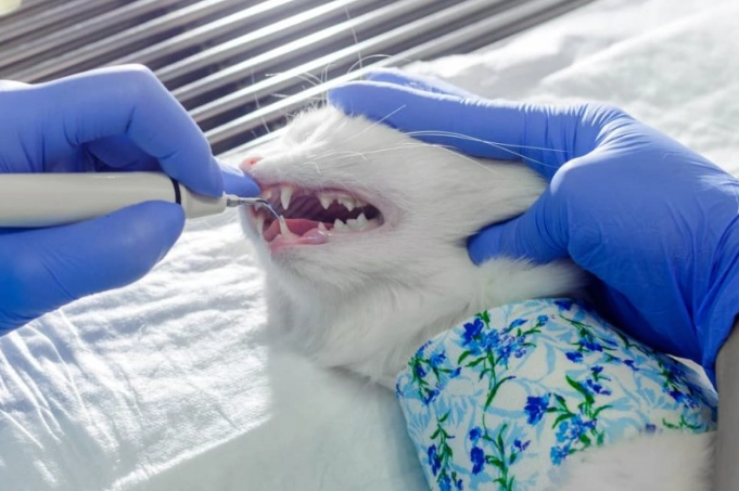 how much is a cat teeth cleaning