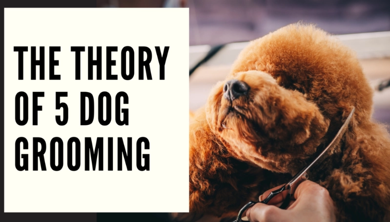 What is the rule of 5 dog grooming?