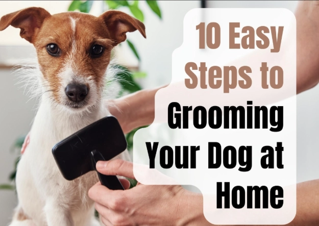 dog grooming order