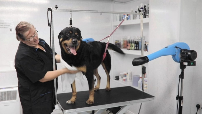 level 1 dog grooming