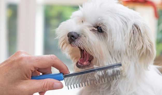 how to groom a dog step by step
