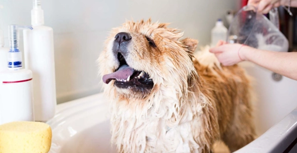 dog grooming at home