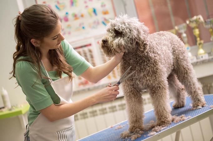 basic dog grooming services
