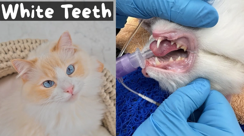 feline dental care cost