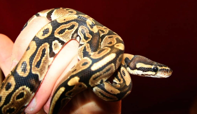 new ball python handling