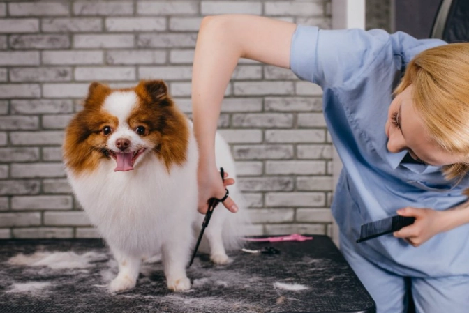 how much to tip a dog groomer
