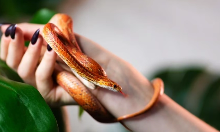 easy pet snakes