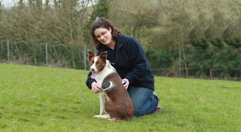 which direction do you groom a dog