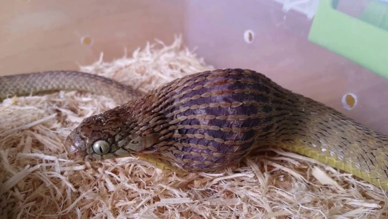 new snake feeding schedule