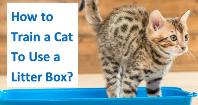 cat litter box problems