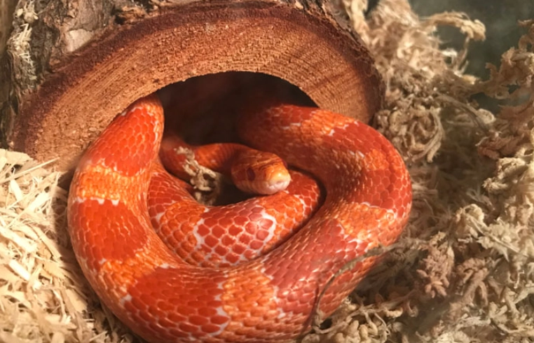 corn snake care corn snake care