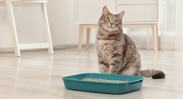 litter box training cats