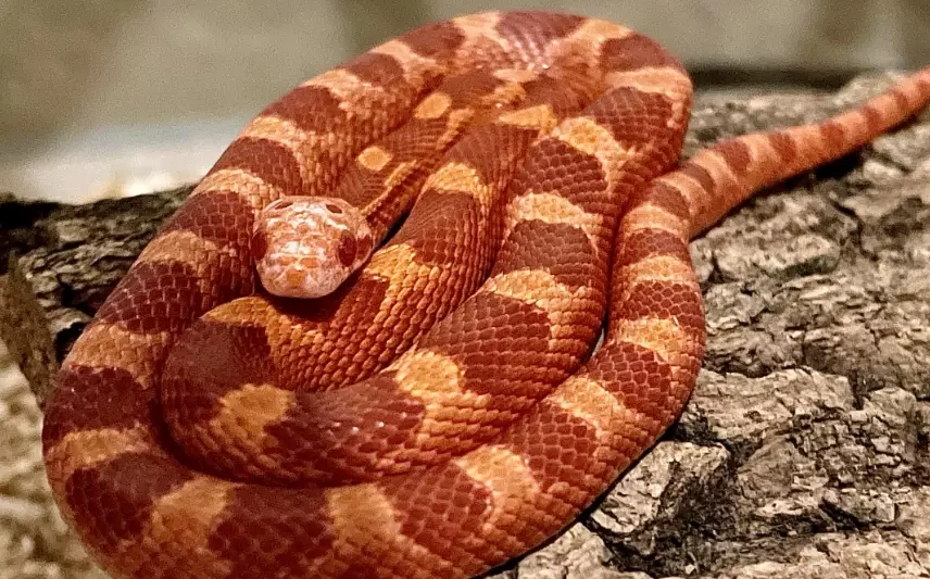 beginner pet snake beginner pet snake