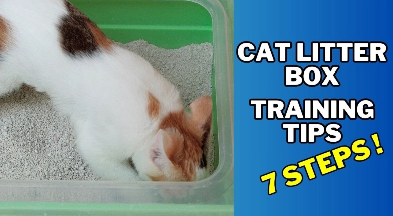 how to train a cat to use litter box