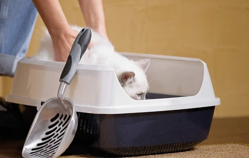 when to start litter training a kitten