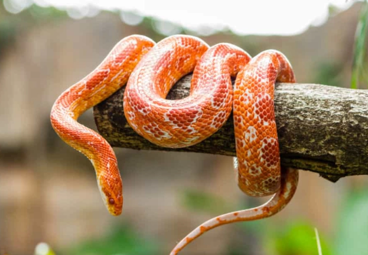 corn snake care corn snake care