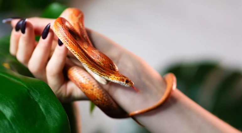 corn snake setup corn snake setup