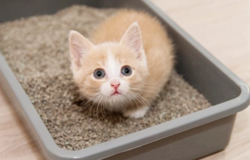kitten litter training guide