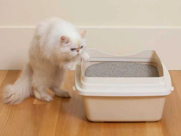train cat to use litter box