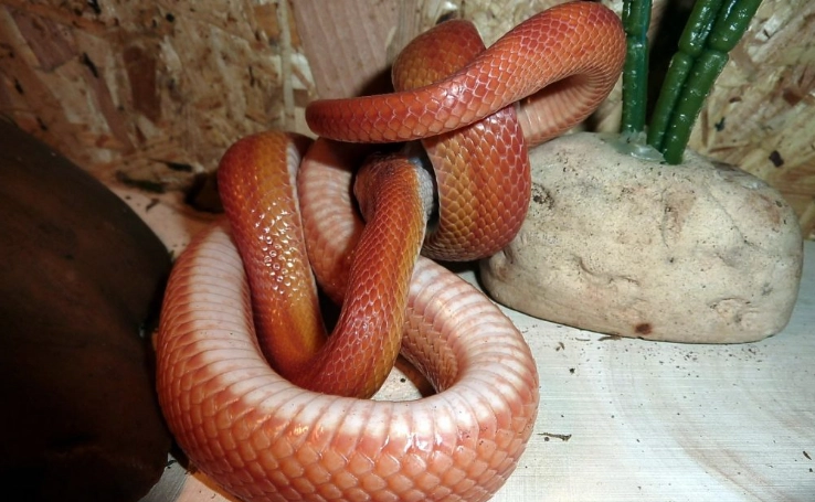 corn snake setup corn snake setup