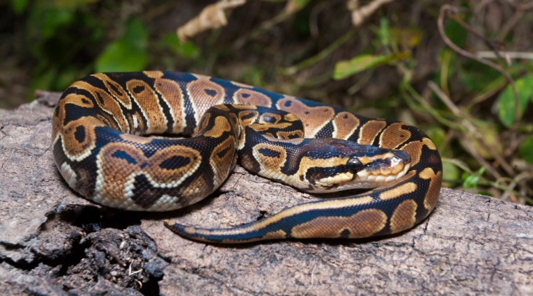 when to hold ball python