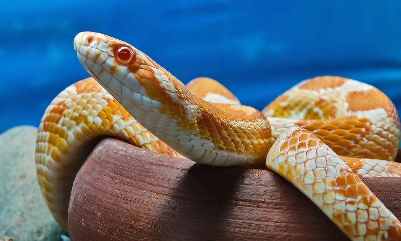 beginner pet snake beginner pet snake