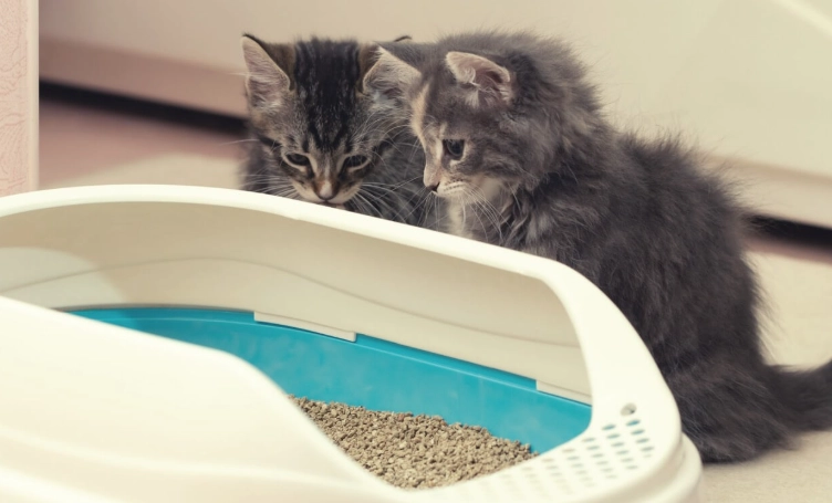 litter box training cats