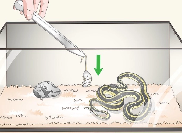 first time feeding snake