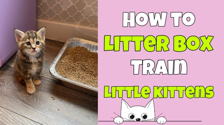 cat litter box problems