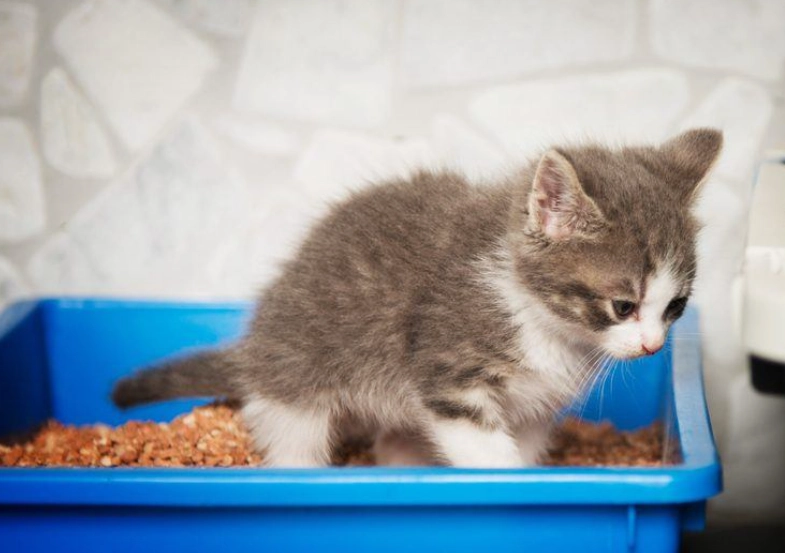 litter training kittens age