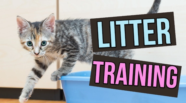 litter box training cats