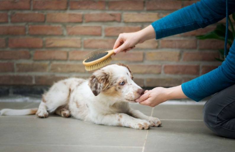 which direction do you groom a dog