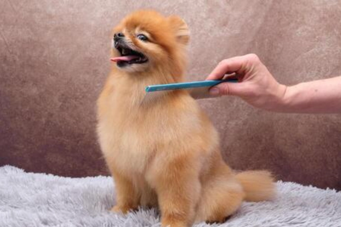 how to brush a dog correctly