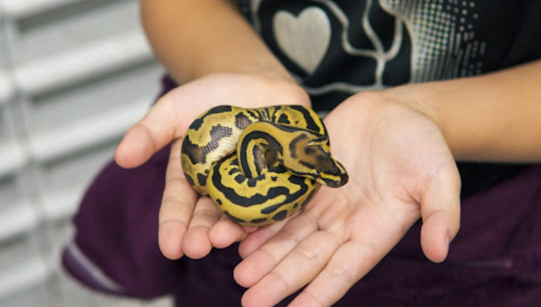 ball python settling in period