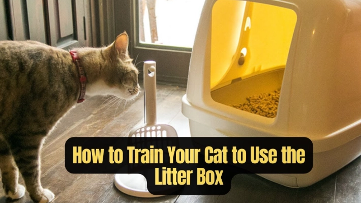 litter box training