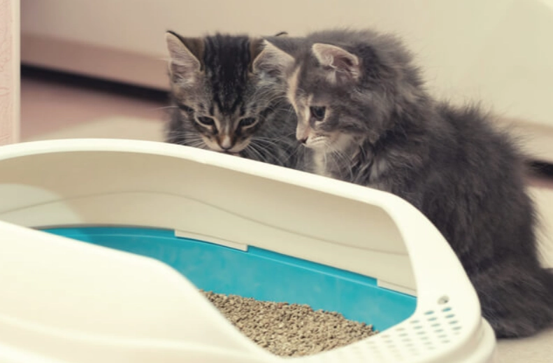 when to start litter training a kitten