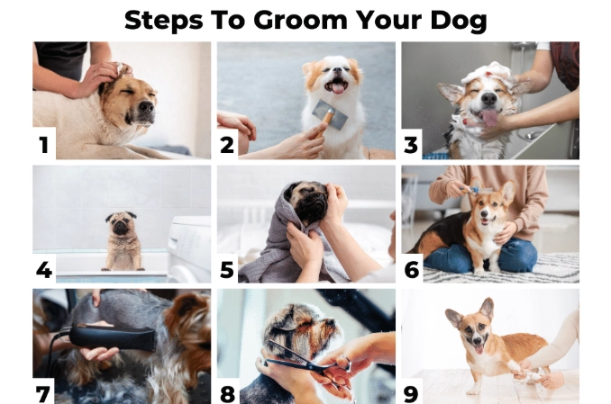 dog grooming step by step